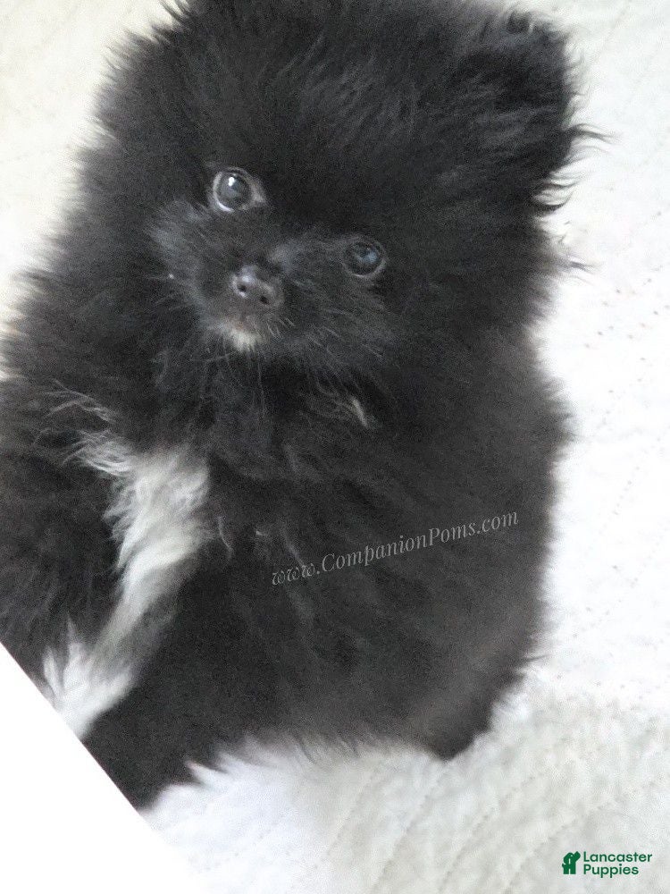 Pomeranian dogs See Video - Sweet Playful Boy! - Ad 1
