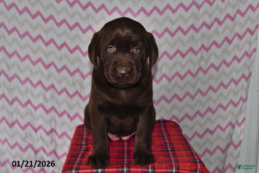 Labrador Retriever dogs for sale: Hailey - Ad 2