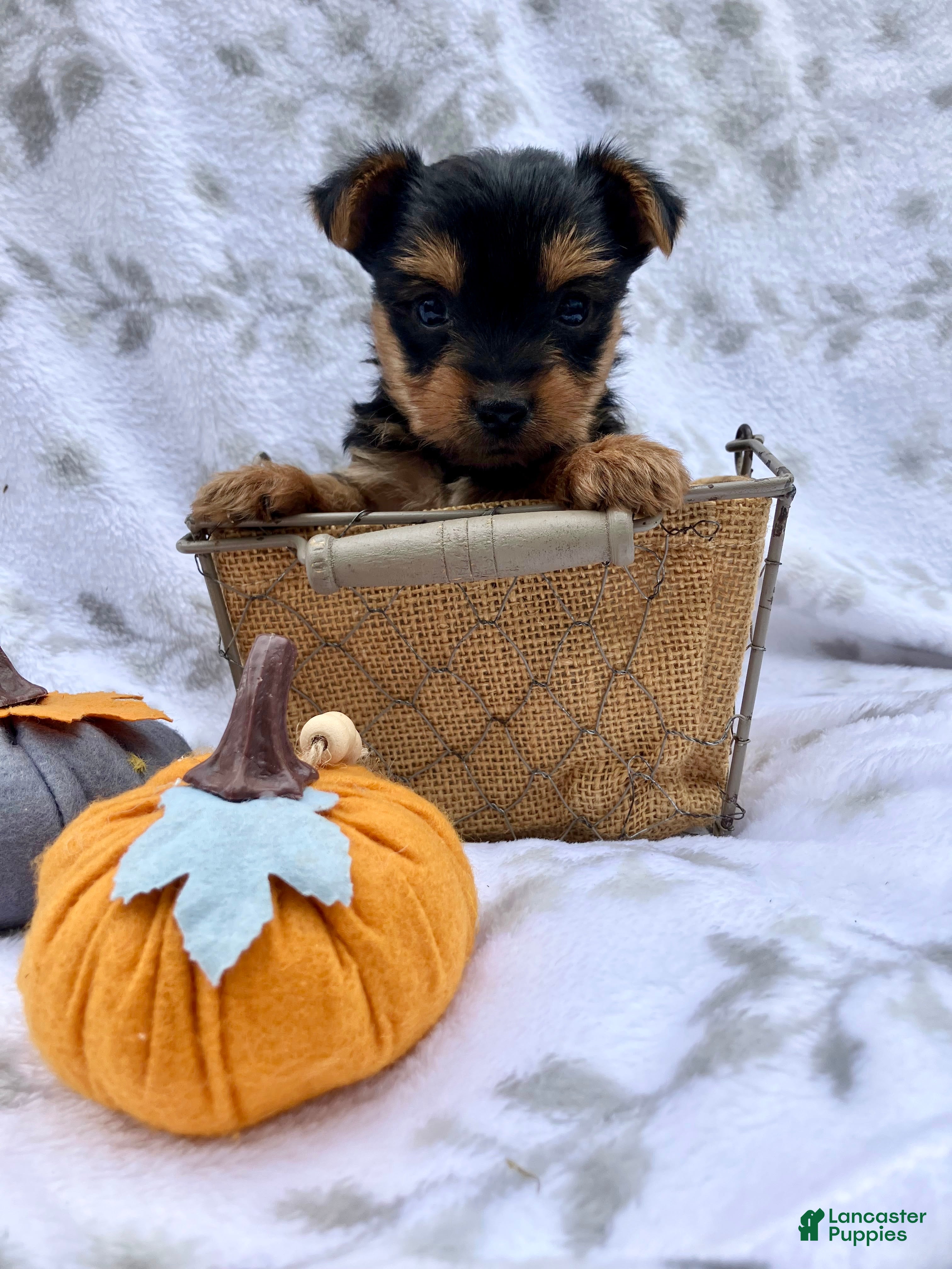 Yorkshire Terrier dogs Macy - Ad 1