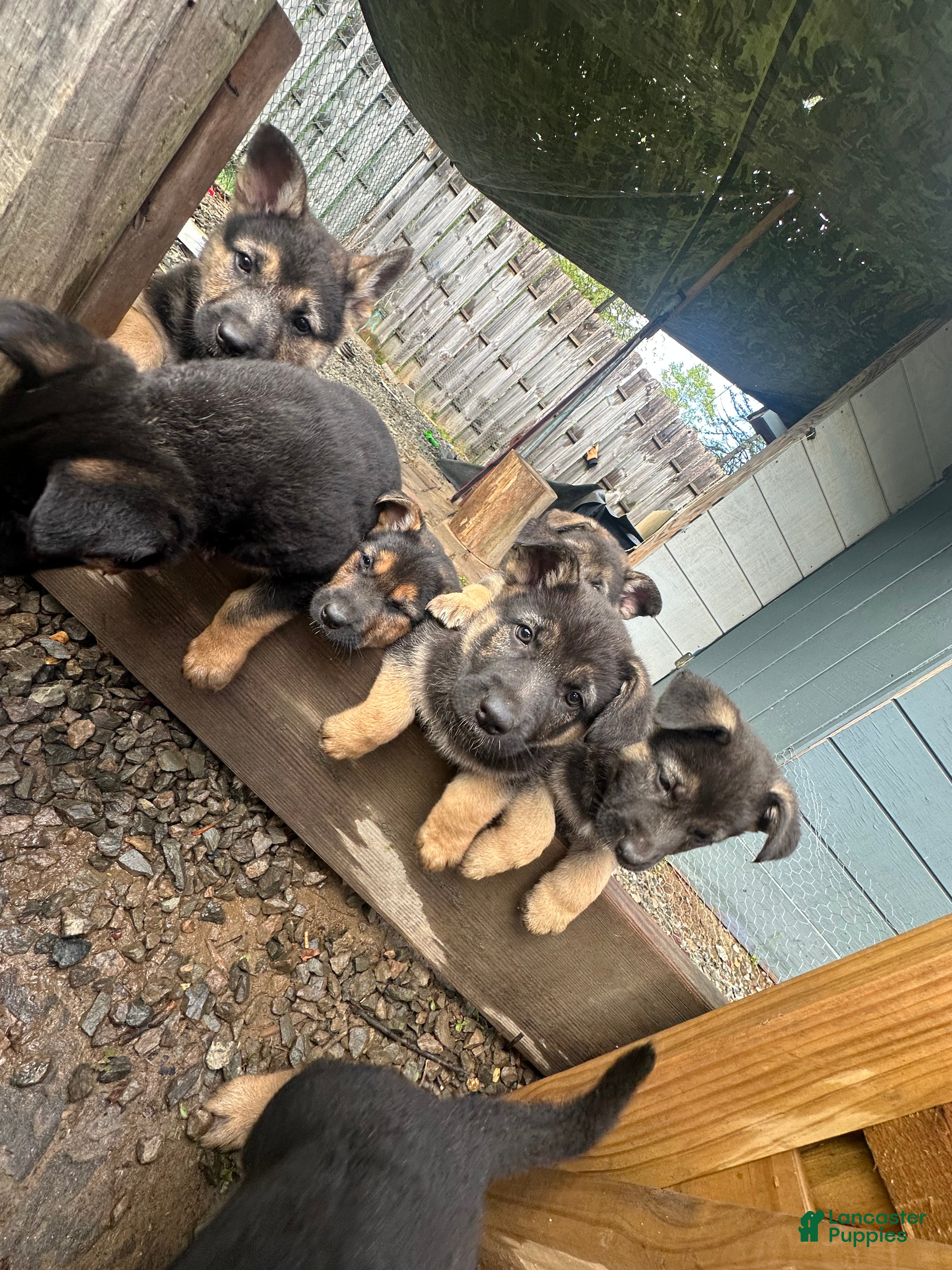 German Shepherd dogs for sale: German Shepherd Puppy 1 - Ad 4