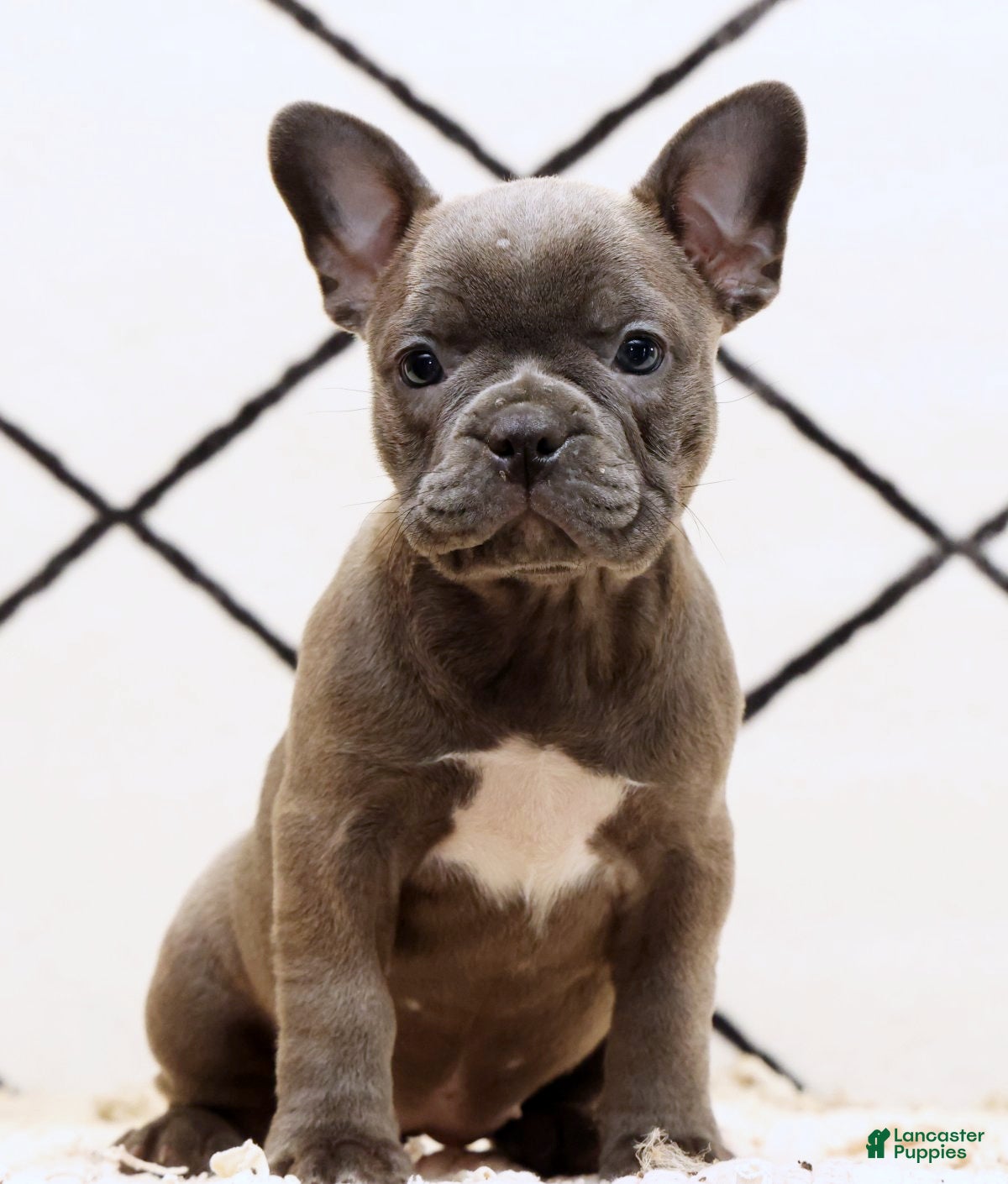 Frenchton dogs Bethany - Ad 2