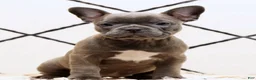 Frenchton dogs for sale: Bethany - Ad 2