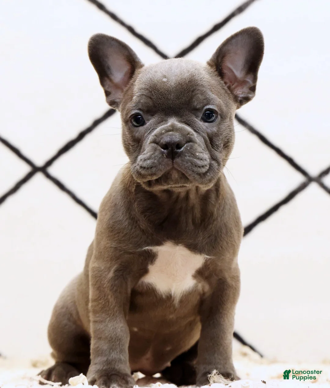 Frenchton dogs for sale: Bethany - Ad 2