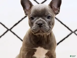 Frenchton dogs Bethany - Ad 2