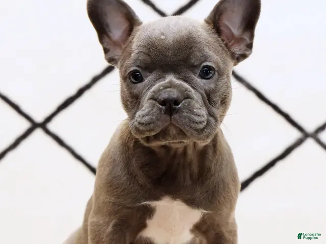 Frenchton dogs for sale: Bethany - Ad 2