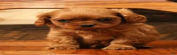 Cavapoo dogs for sale: Buzz - Ad 7