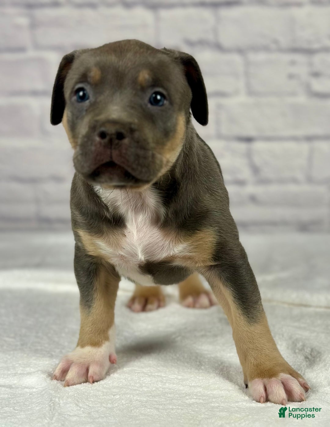 American Bully dogs for sale: Diezel - Ad 16