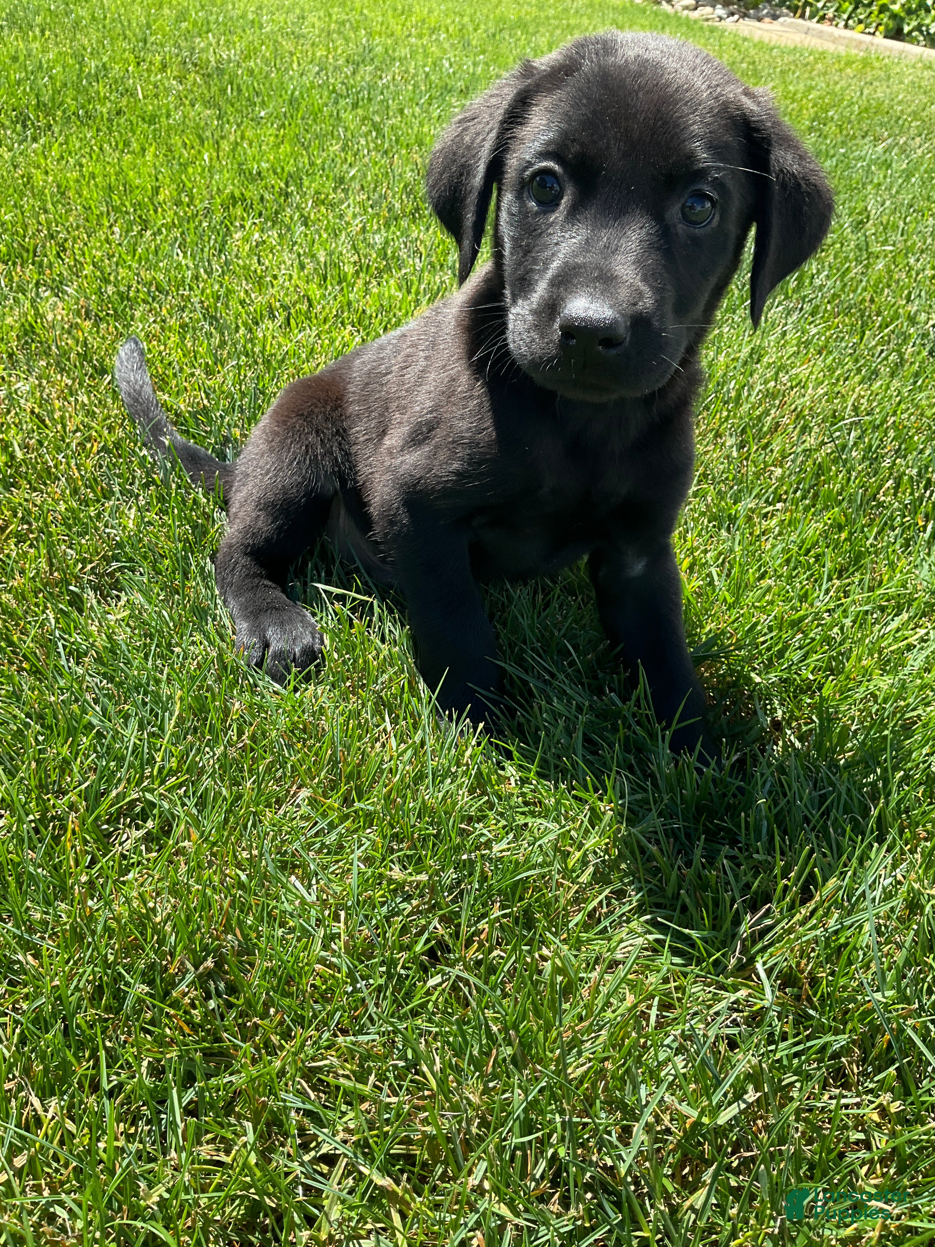 Labrador Retriever dogs Bo - Ad 2