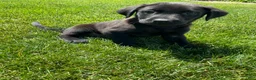 Labrador Retriever dogs for sale: Bo - Ad 2