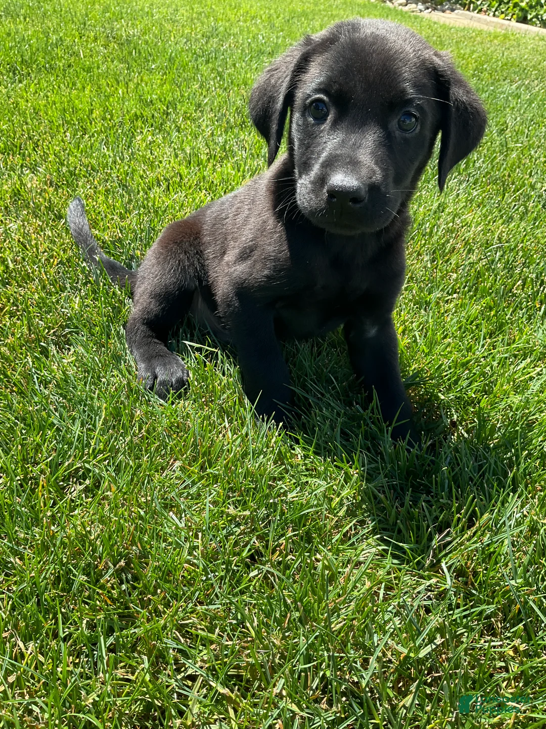 Labrador Retriever dogs for sale: Bo - Ad 2