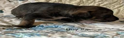 Chiweenie dogs for sale: Chiweenie 2 - Ad 5