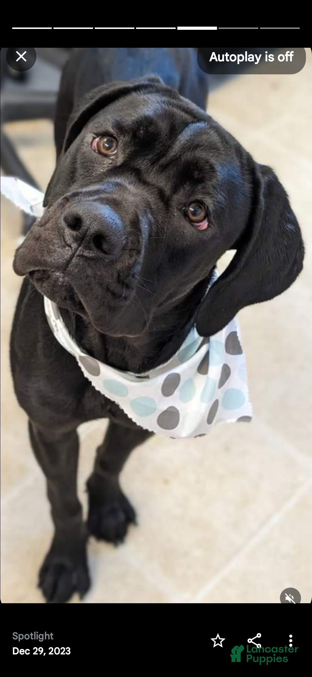 Cane Corso dogs for sale: Malkome - Ad 2