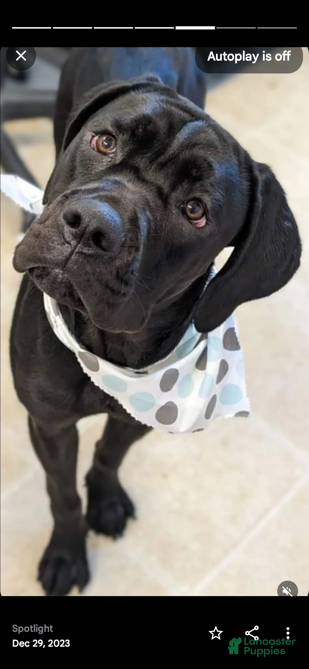 Cane Corso dogs for sale: Abel - Ad 2