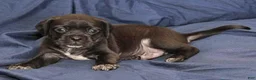Puggle dogs for sale: Chewy - Ad 59