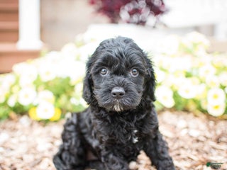 Cavapoo dogs - Ad 34