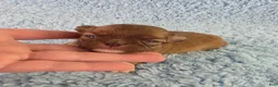 Chihuahua dogs for sale: AKC Carl - Ad 6