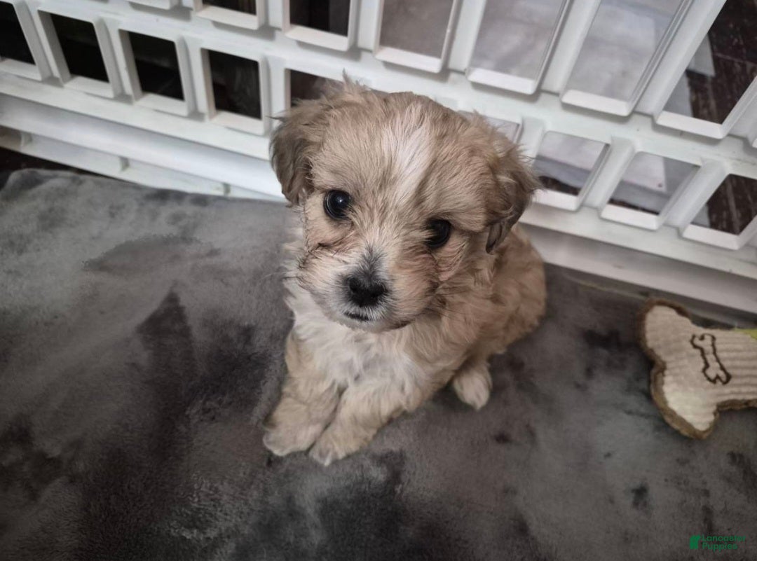 Shorkie dogs Shorkie Puppy 2 - Ad 28