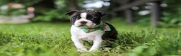 Boston Terrier dogs for sale: Meadow - Ad 3