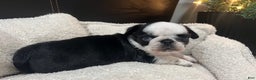Pug dogs for sale: Panda Pug Female  - Ad 6