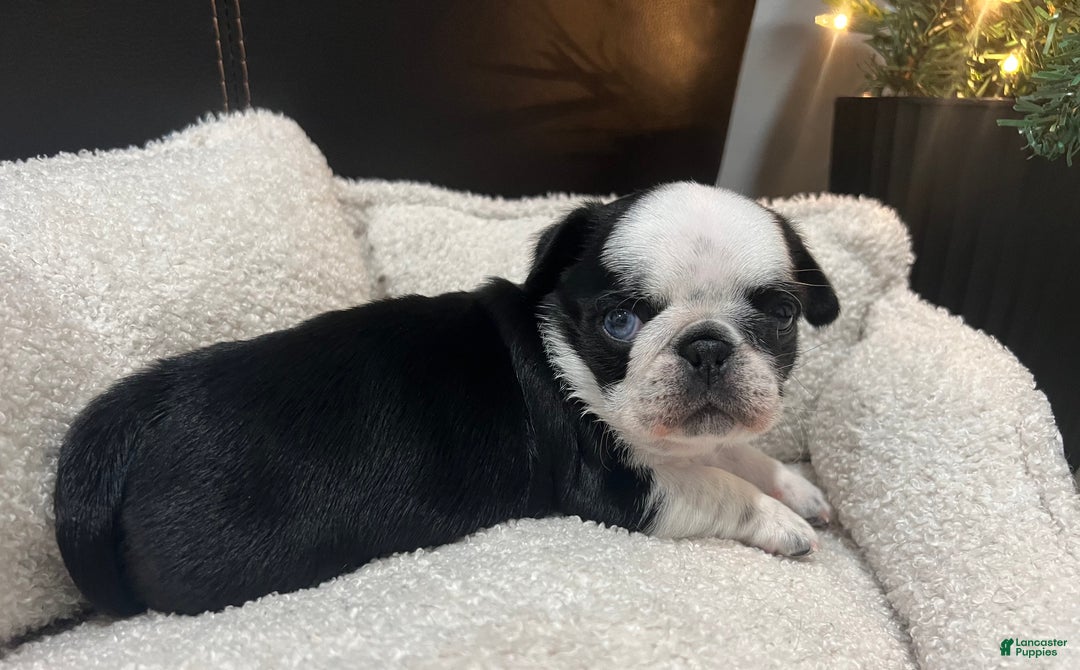Pug dogs for sale: Panda Pug Female  - Ad 6