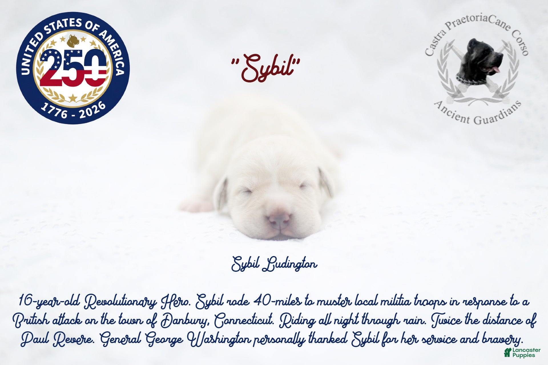 Cane Corso dogs "Sybil" - Ad 22