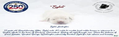 "Sybil"