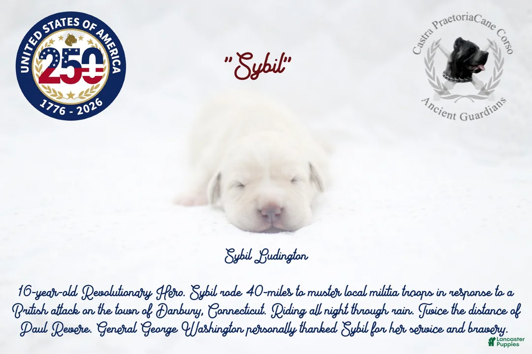 Cane Corso dogs for sale: "Sybil" - Ad 1