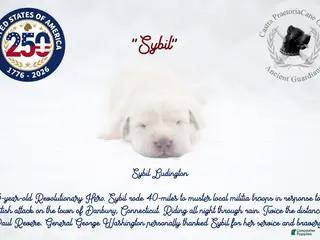 Cane Corso dogs "Sybil" - Ad 36