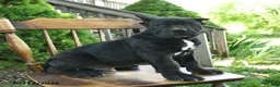 Cane Corso dogs for sale: Brutus - Ad 2