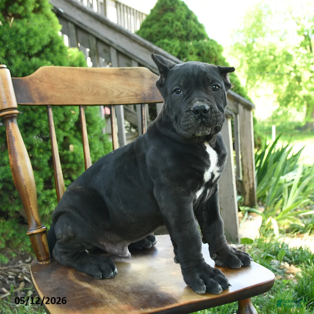 Cane Corso dogs for sale: Brutus - Ad 2