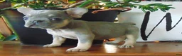 French Bulldog dogs for sale: Milly - Ad 1