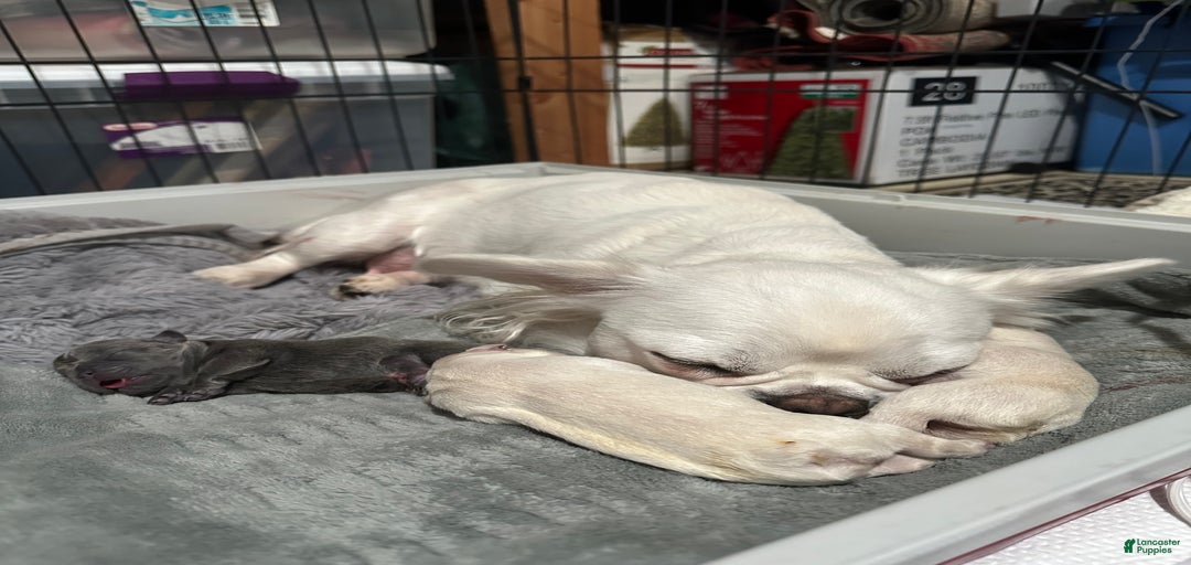 Gallery Image {{count}}