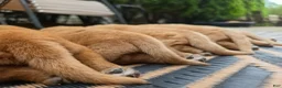 Labrador Retriever dogs for sale: Helen ♥️ Fox Red English Lab  - Ad 9