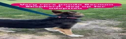 German Shepherd dogs for sale: German Shepherd 1 - Ad 2