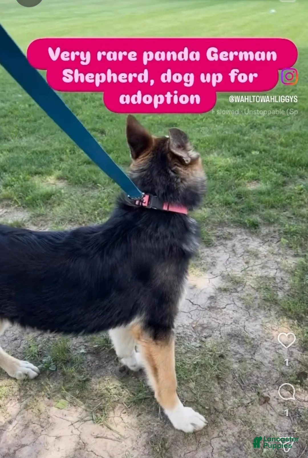 German Shepherd dogs for sale: German Shepherd 1 - Ad 2