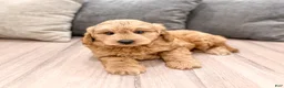 Mini Goldendoodle dogs for sale: King - New Video - Ad 8