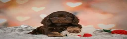 Cockapoo dogs for sale: Scarlet - Ad 7
