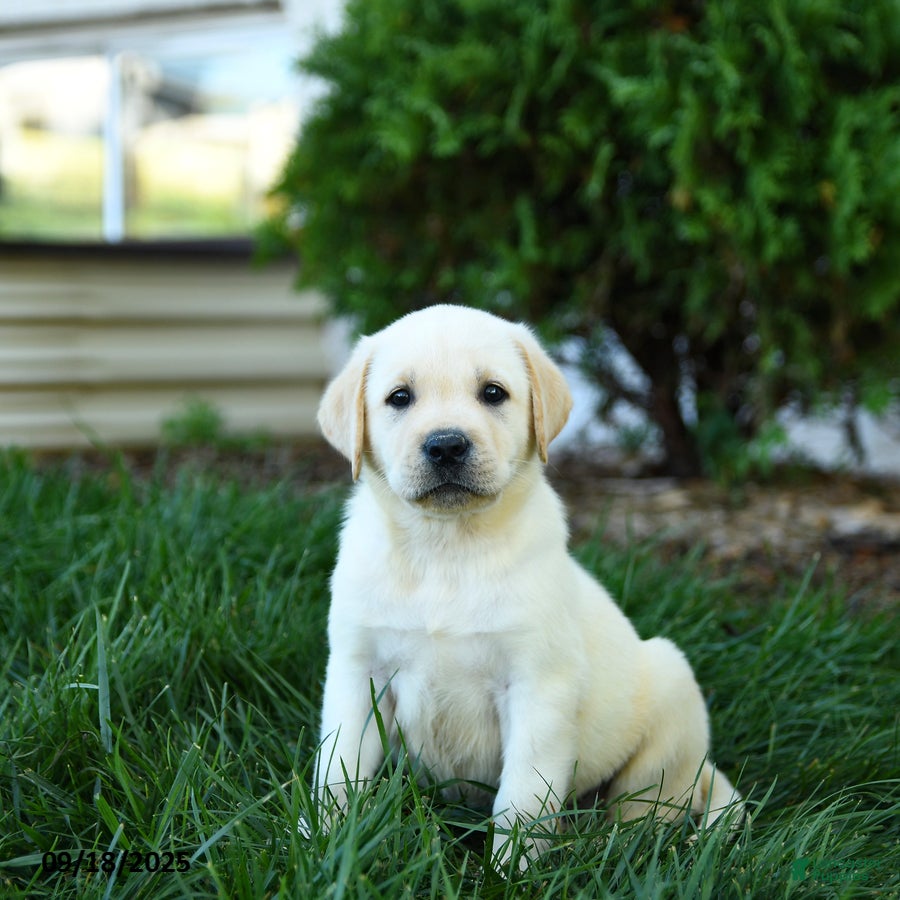 Blonde Field Labrador Puppies Cute White Labrador Retriever Dog