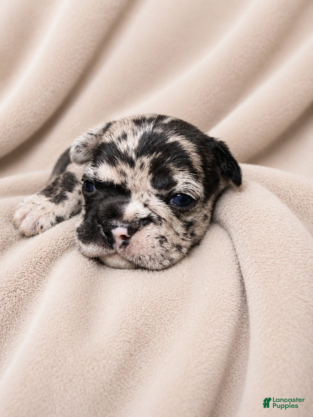 Mixed Breed dogs Clover - Ad 38
