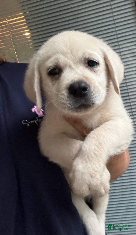 Labrador Retriever dogs for sale: Blake_Male - Ad 1