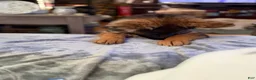 German Shepherd dogs for sale: Cuddles - Ad 7