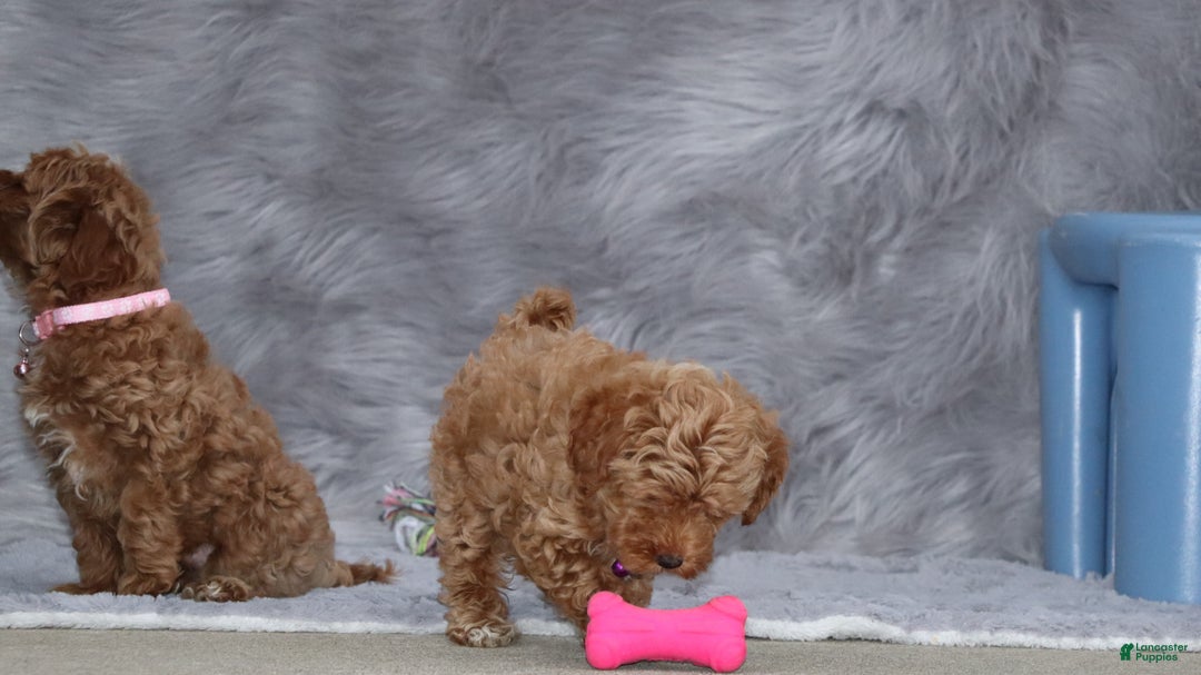 Havapoo dogs for sale: Eva 👨‍👨‍👧‍👦💞🐕 - Ad 6