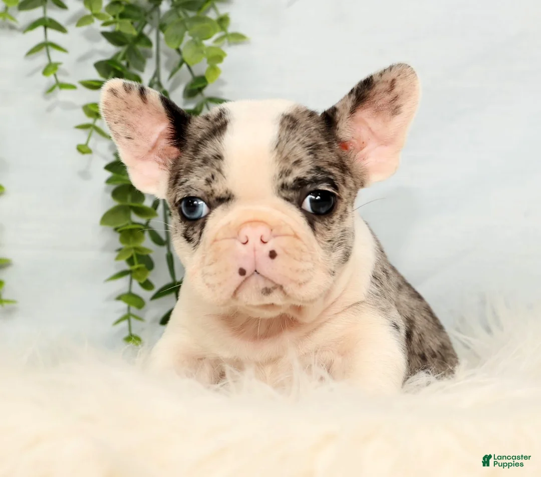 Frenchton dogs for sale: Jase - Ad 2