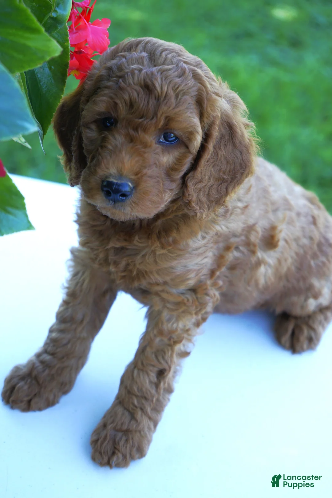 Mini Goldendoodle dogs for sale: Waffles-F1b - Ad 2