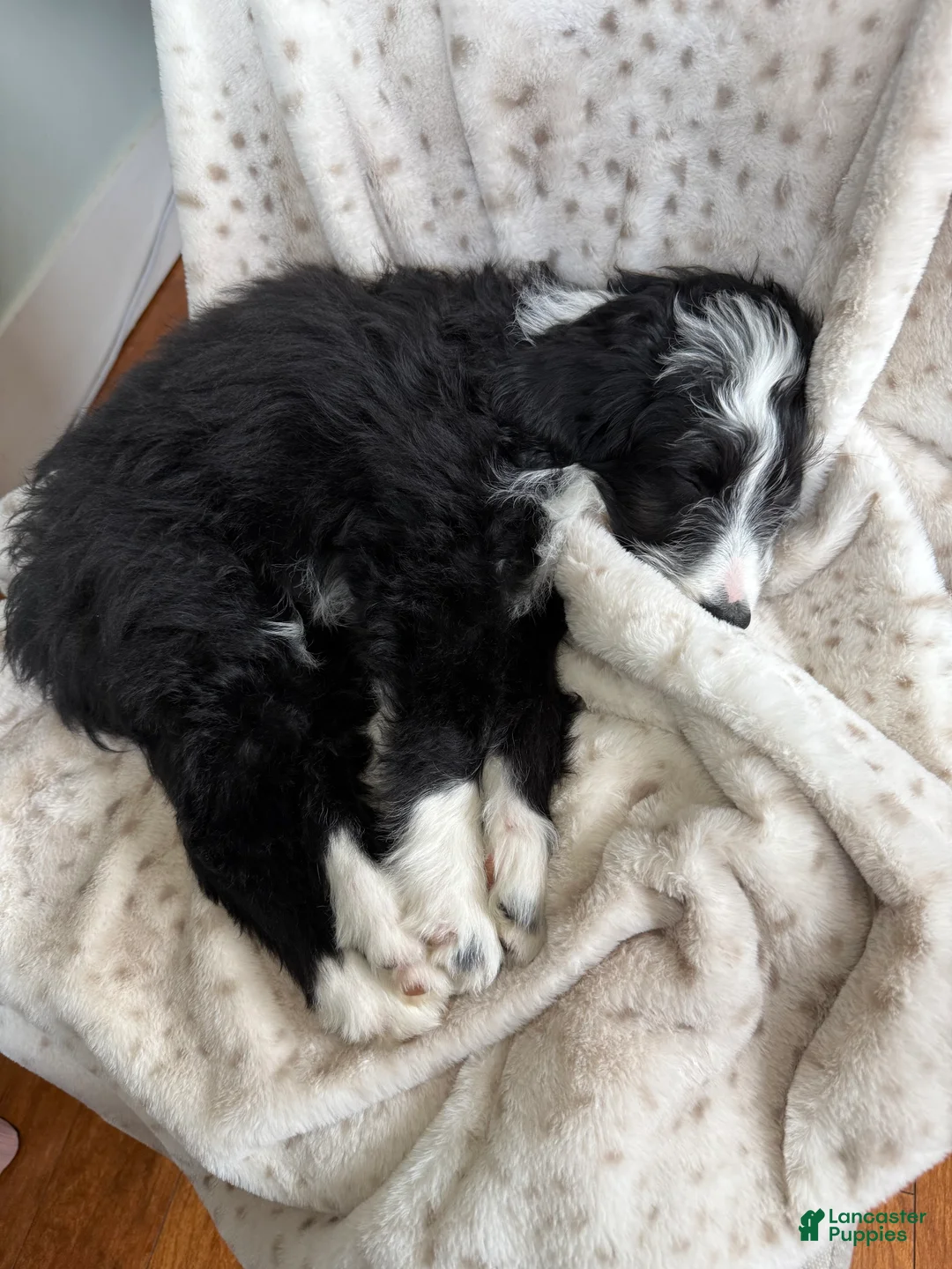 Mixed Breed dogs for sale: Mixed Breed Puppy 1 - Ad 1