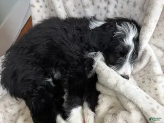 Mixed Breed dogs Mixed Breed Puppy 1 - Ad 17