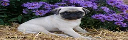 Pug dogs for sale: Daisy - Ad 4