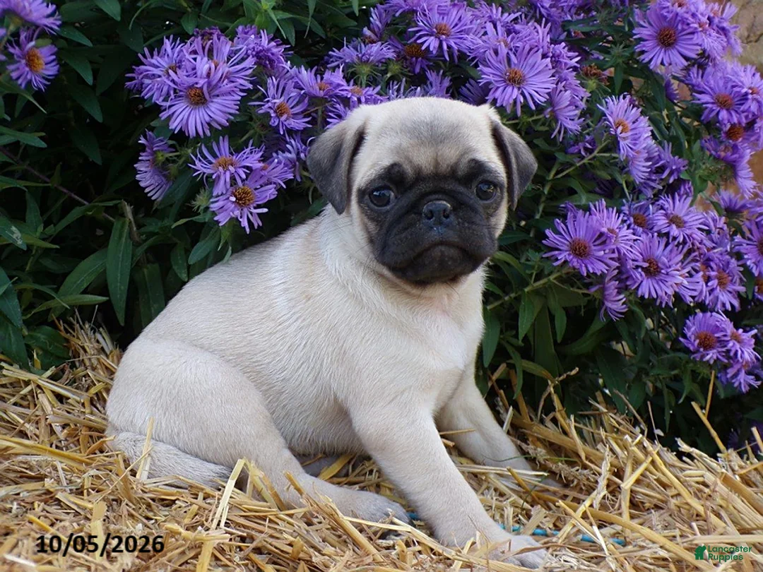 Pug dogs for sale: Daisy - Ad 4
