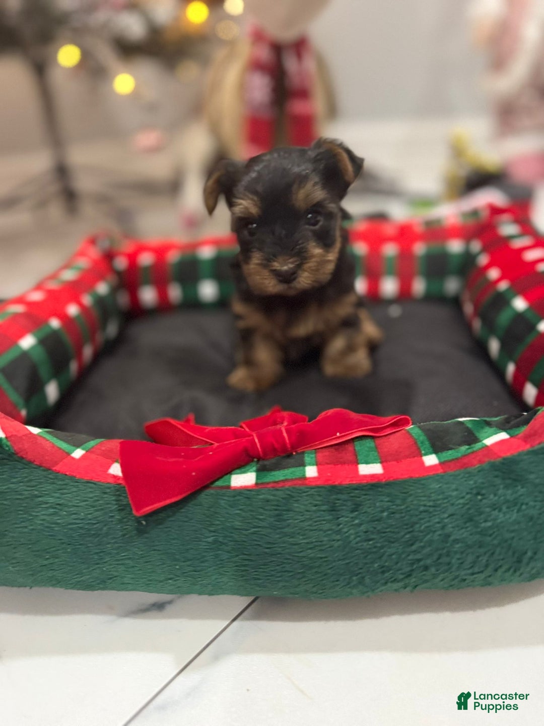 Yorkshire Terrier dogs for sale: Yorkshire Terrier Puppy 2 - Ad 1