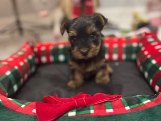 Yorkshire Terrier dogs Yorkshire Terrier Puppy 2 - Ad 8